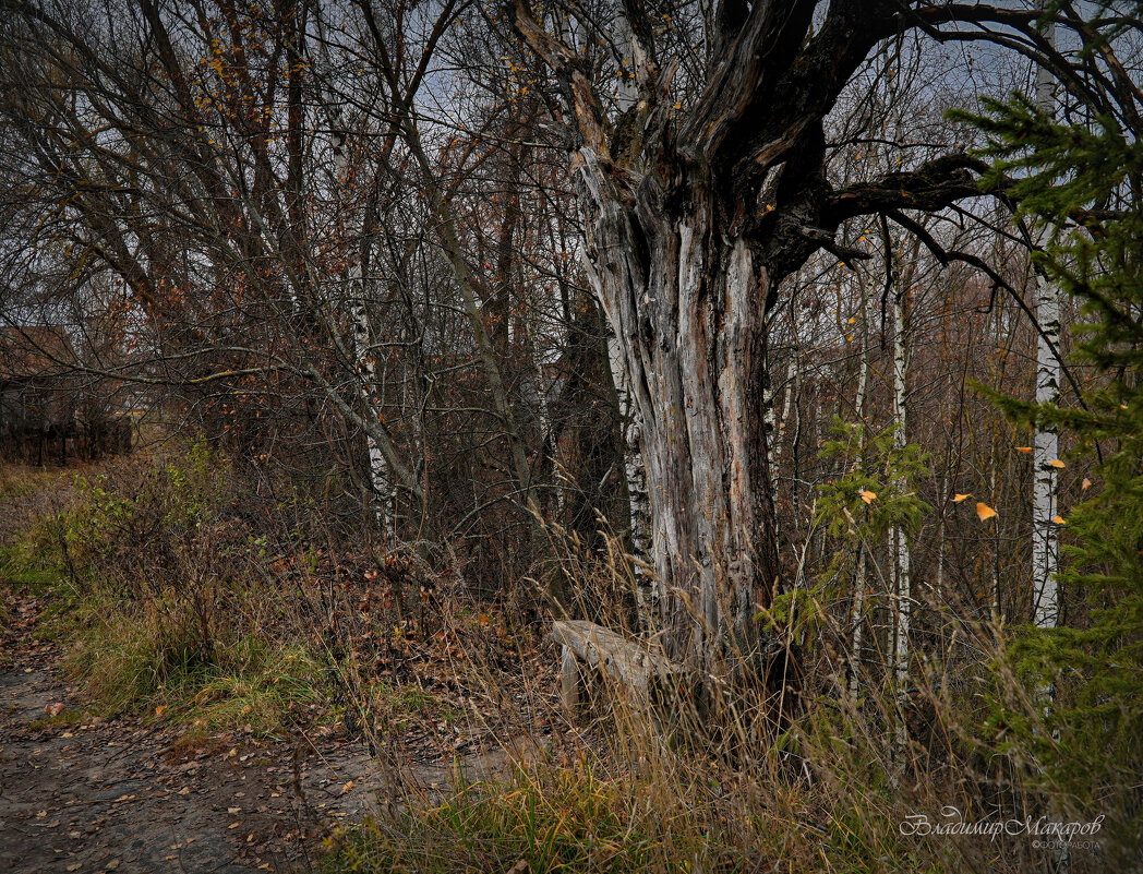 "У старой скамейки. Ноябрь"© - Владимир Макаров "У старой скамейки. Ноябрь"© - Владимир Макаров