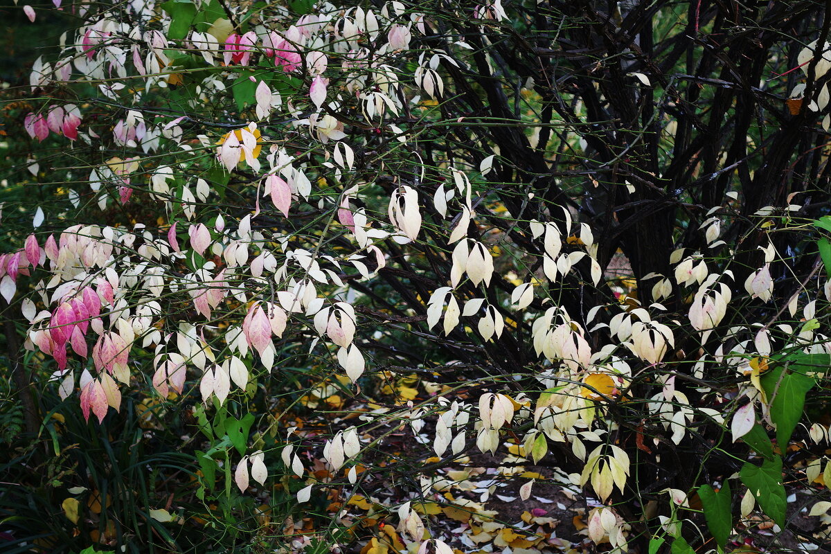 Октябрьский этюд - Рита Симонова Октябрьский этюд - Рита Симонова