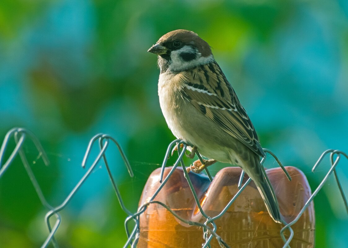 *** - Андрей Андрианов