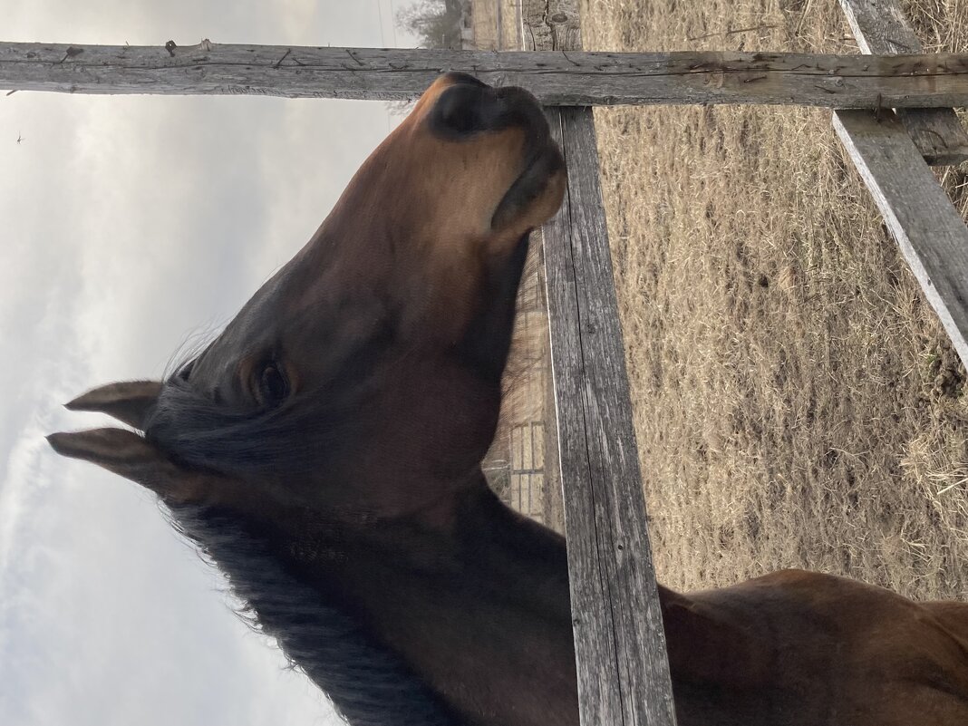 Конь - Ольга Савельева 