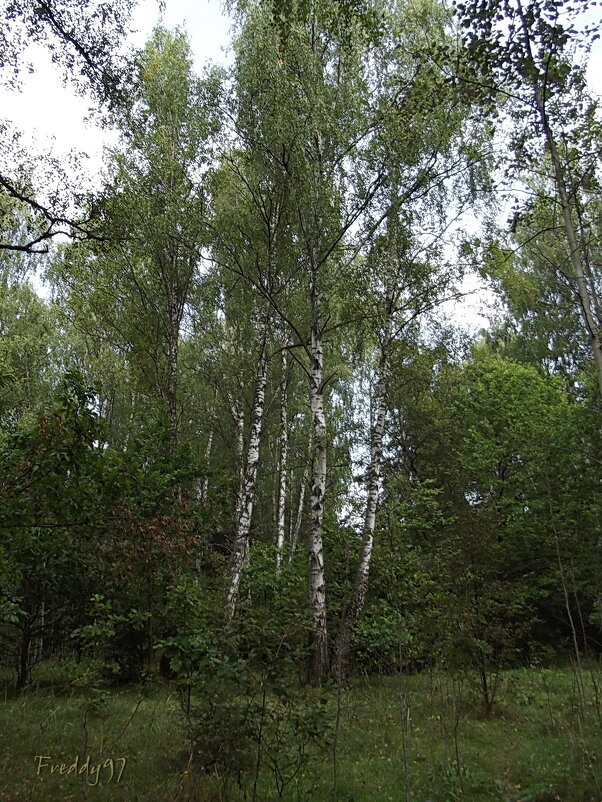 В лесу - Freddy 97