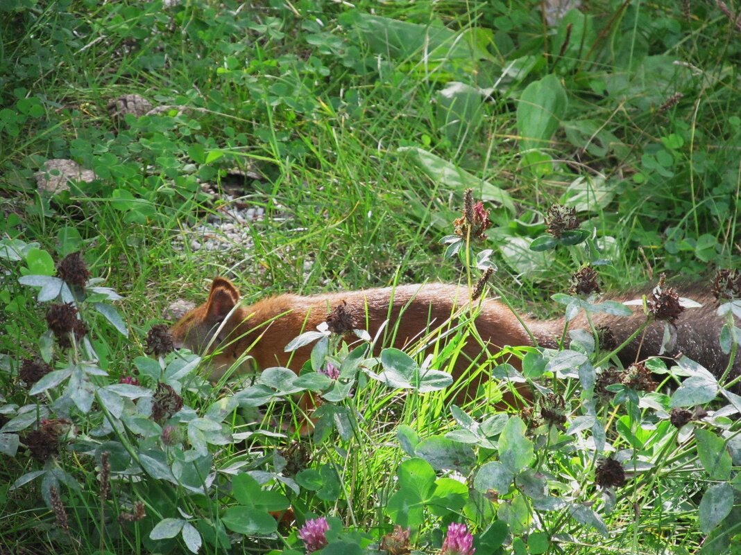 ............. - Елена Шаламова ............. - Елена Шаламова