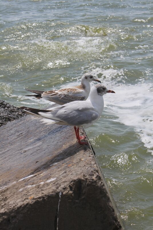 Чайки - Оксана Новик 