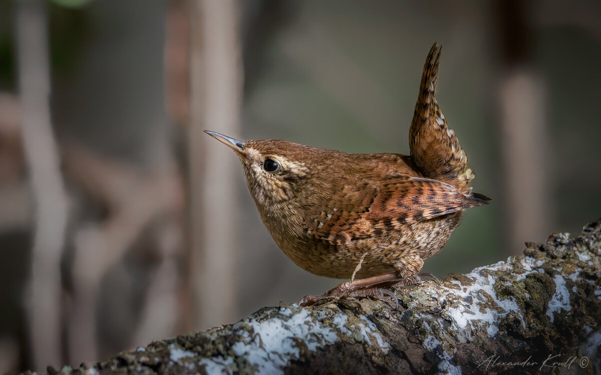 Шустрый - Александр К.