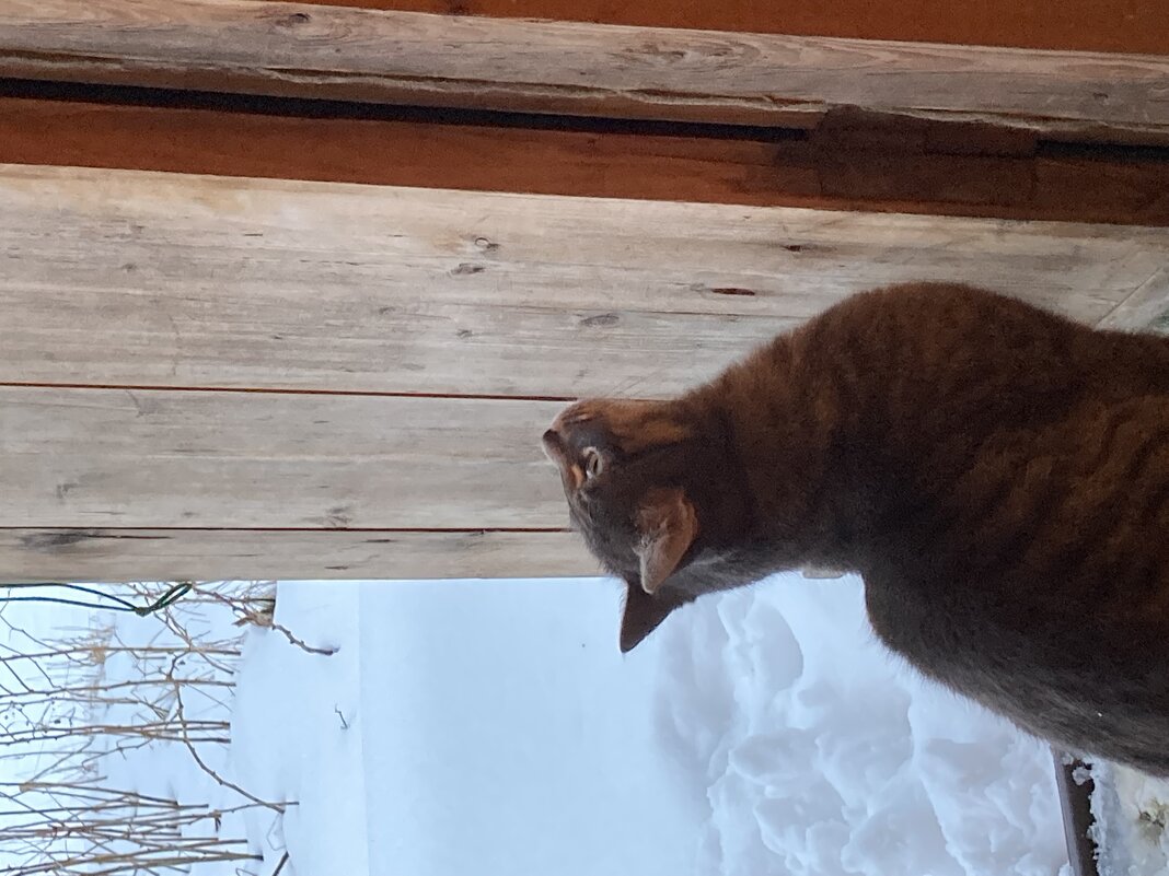 Васька - Ольга Савельева 