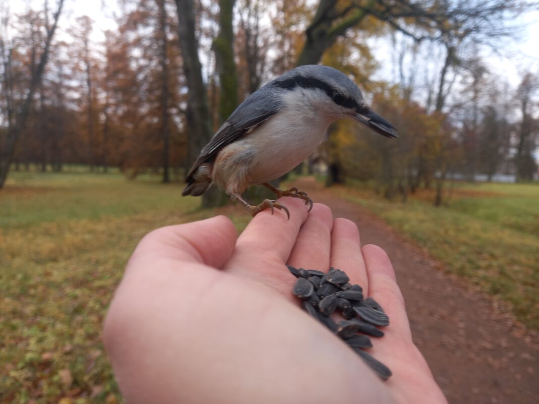 Поползень - Сапсан 