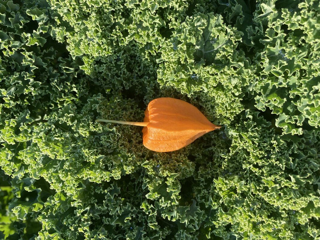 В капусте)) - Ольга Савельева 