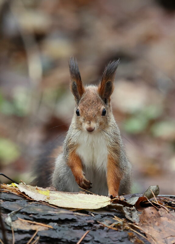 Жду... - Александр Кондаков