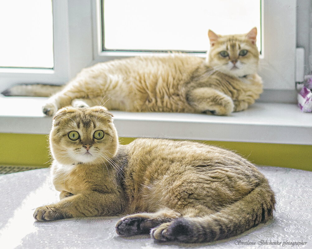 Золотая парочка - Светлана Ищенко