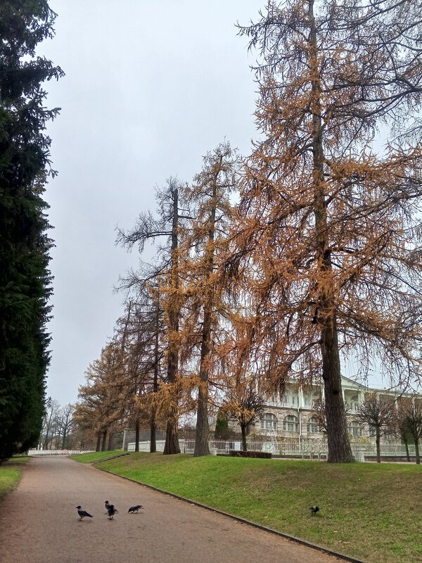 Осень - Сапсан 