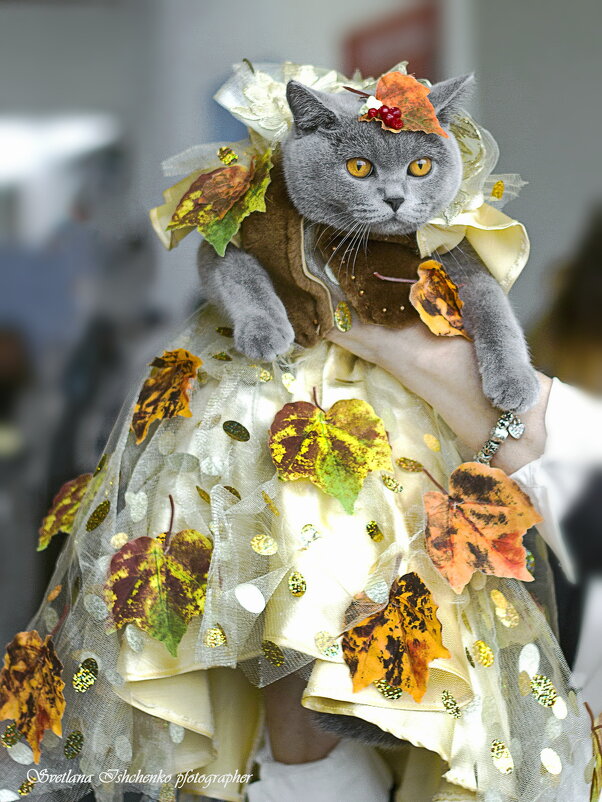 Киска "Осень" - Светлана Ищенко