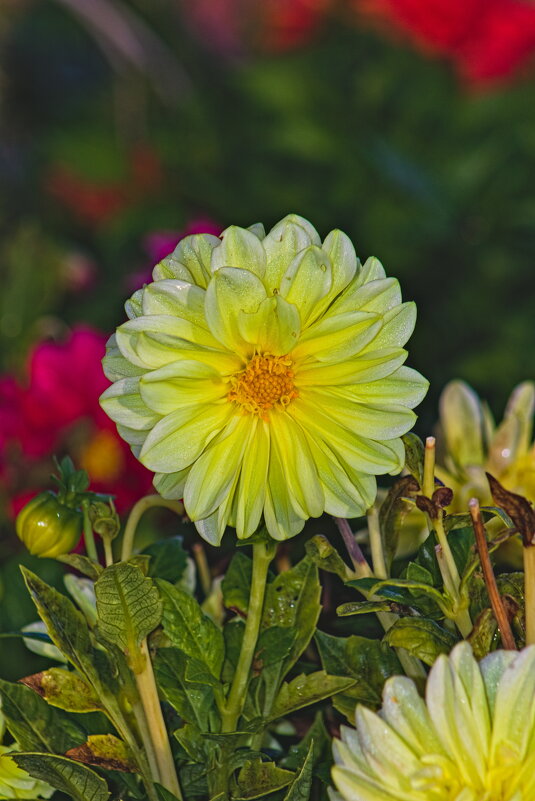 Георгина - Giant Tao /