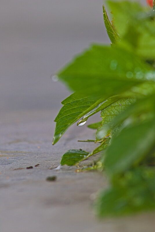 Капля воды - Giant Tao /