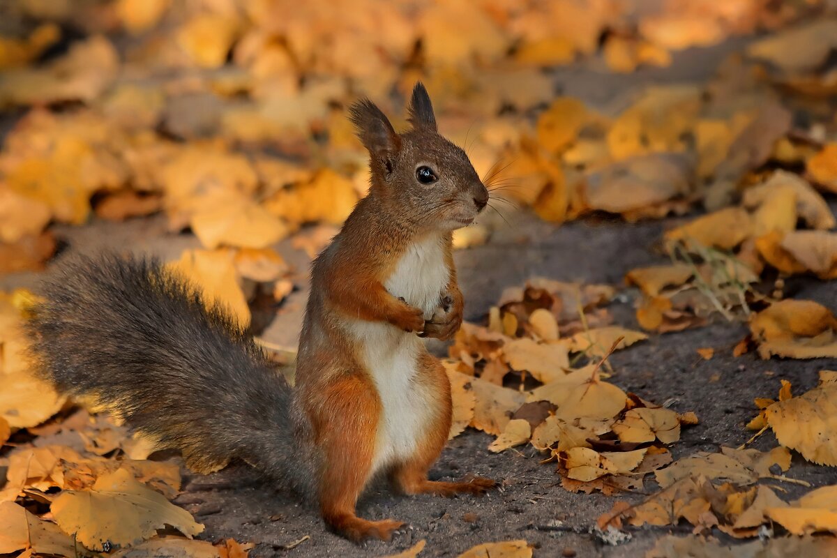 А где орешки? - Татьяна Бравая А где орешки? - Татьяна Бравая