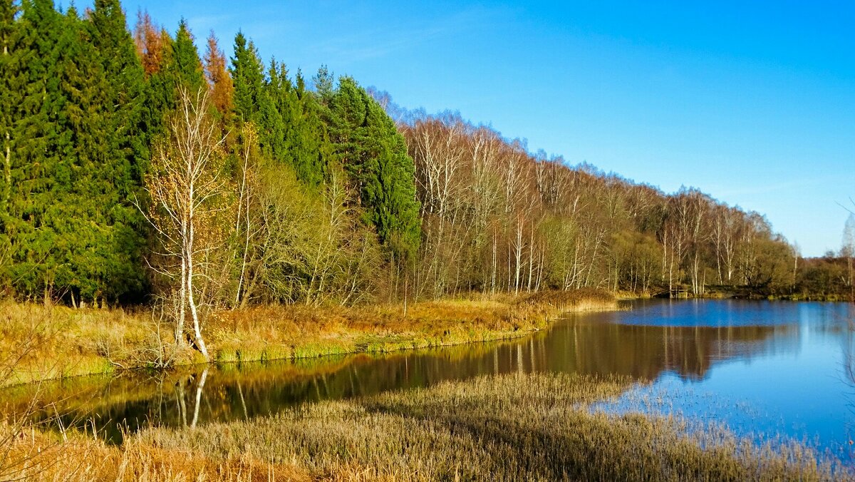 Осень в ноябре. - Милешкин Владимир Алексеевич 