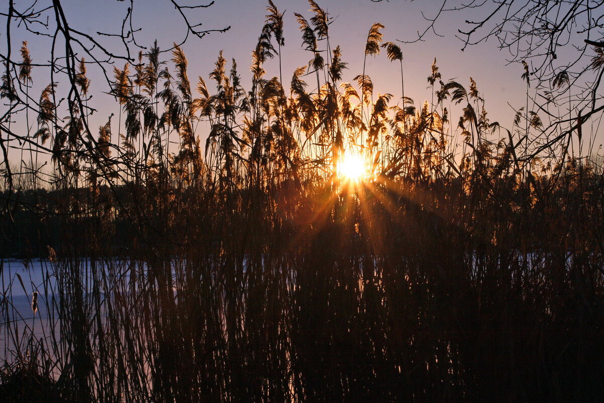 Дремлит чуткий камыш. Тишь - безлюдье вокруг - Ирэн 