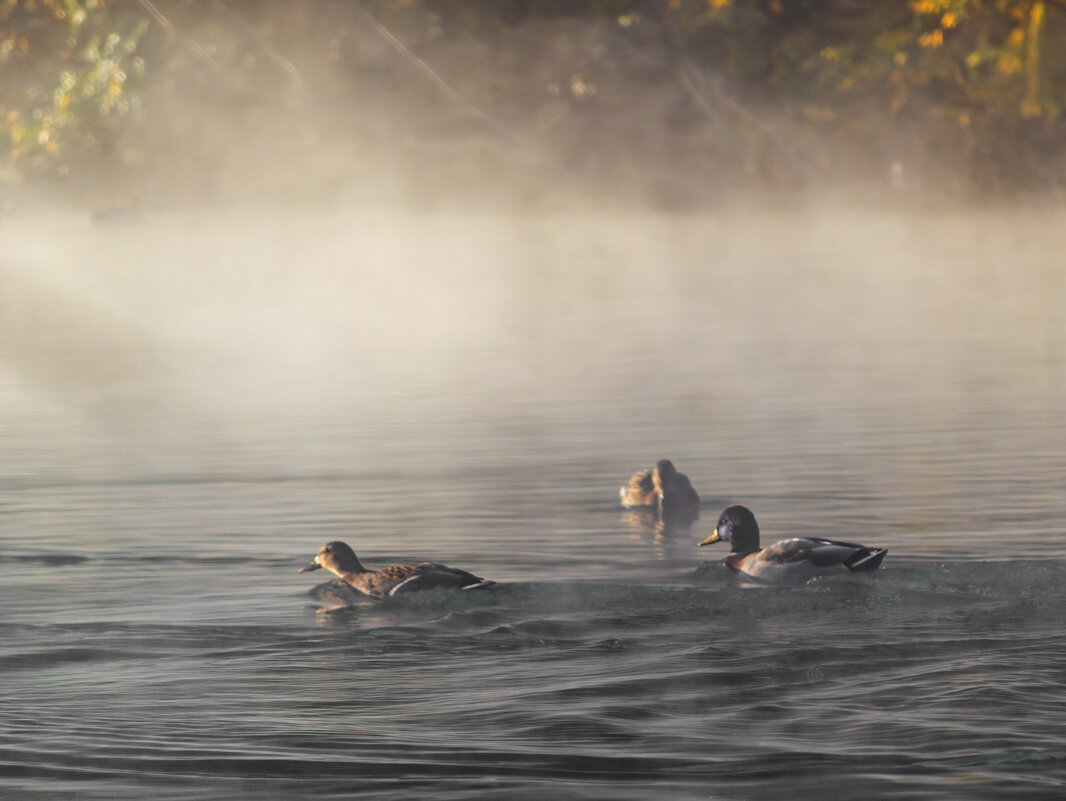 *** - Игорь Протасов