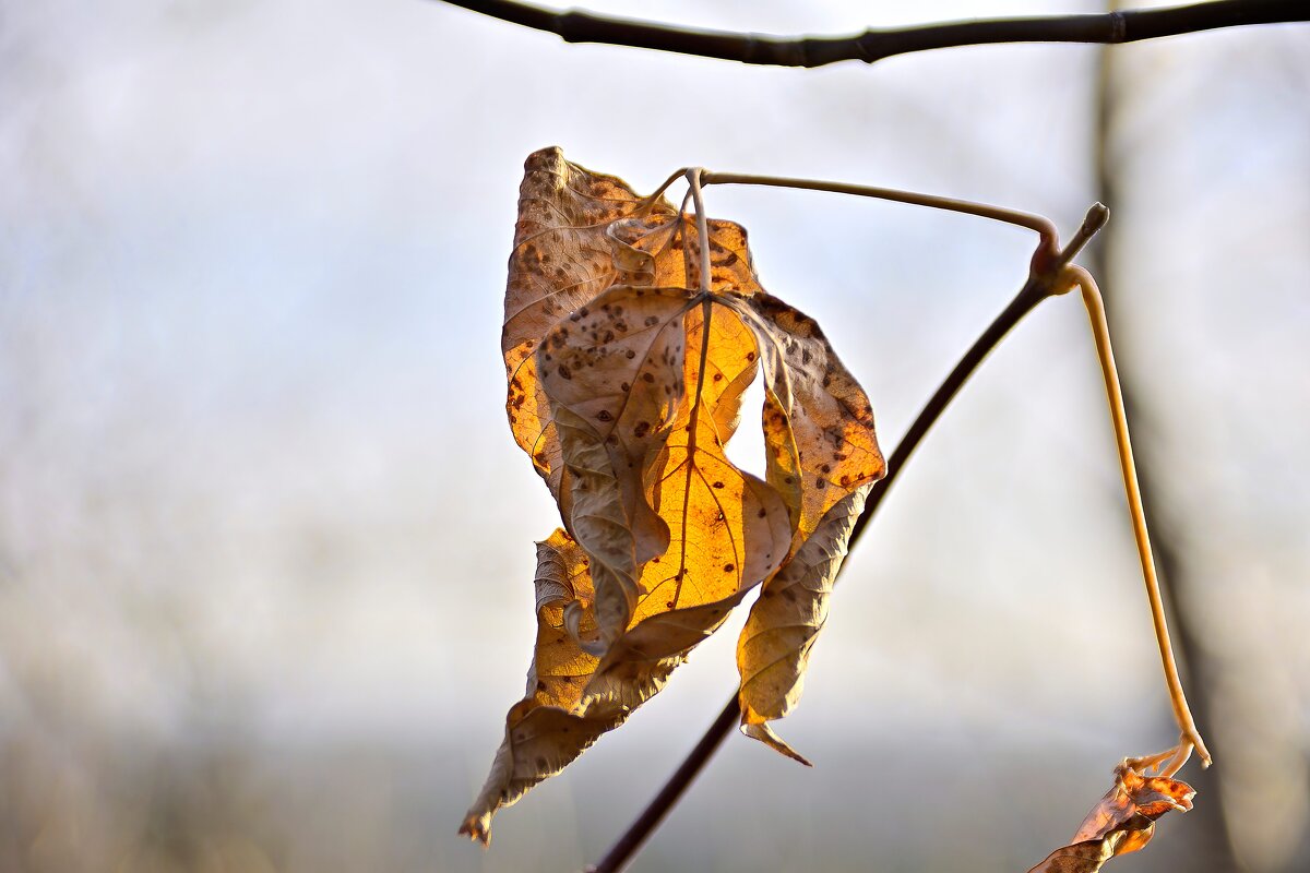 - - Владимир Мигонькин