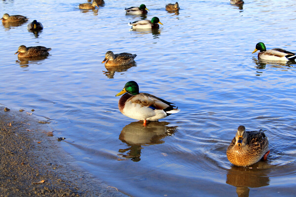 У берега ) - Татьяна Лютаева