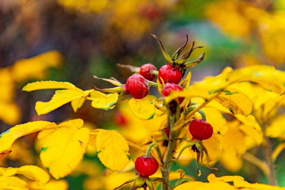 последние краски осени - Дмитрий Лупандин
