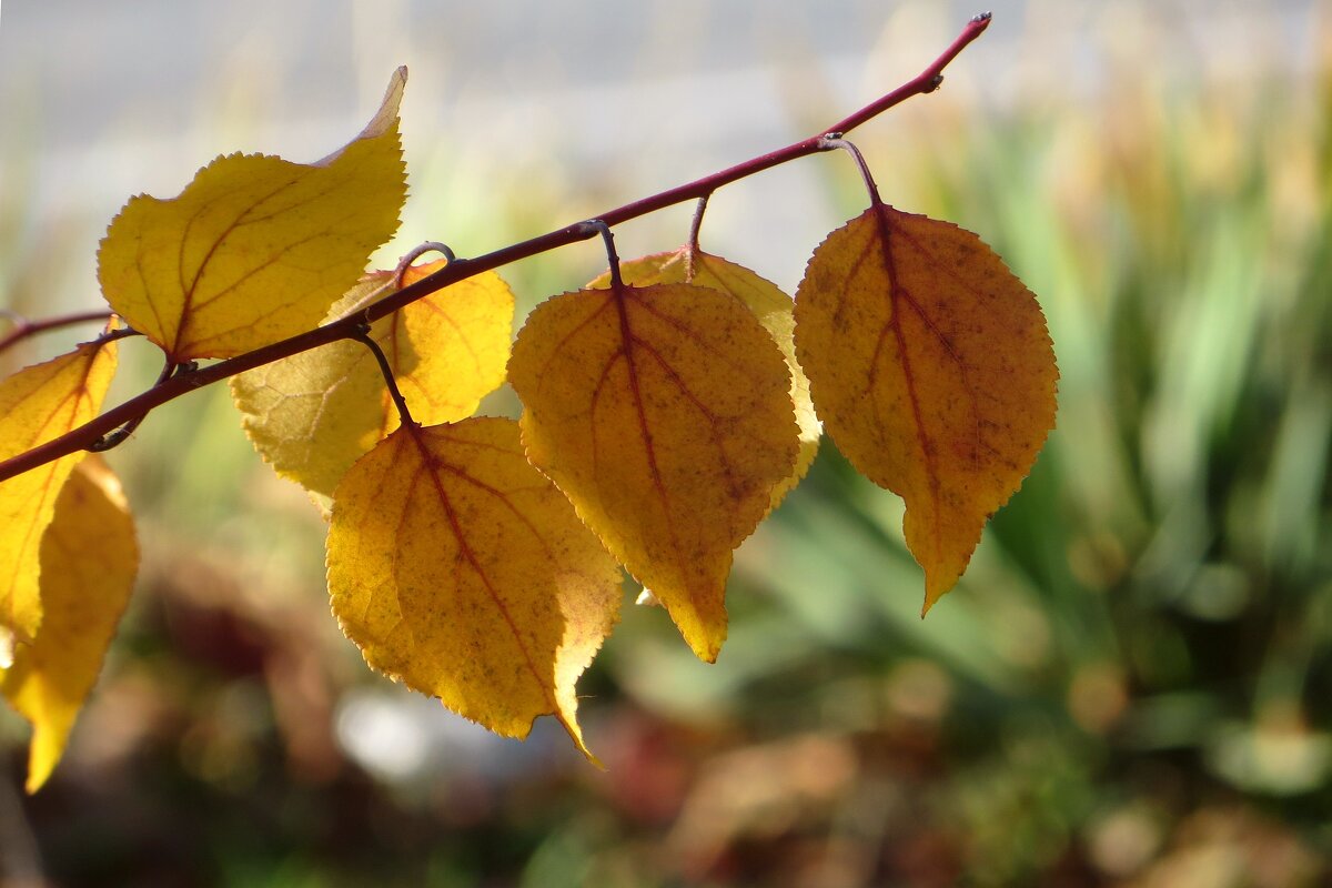 Пахнет день уютным листопадом - Татьяна Смоляниченко