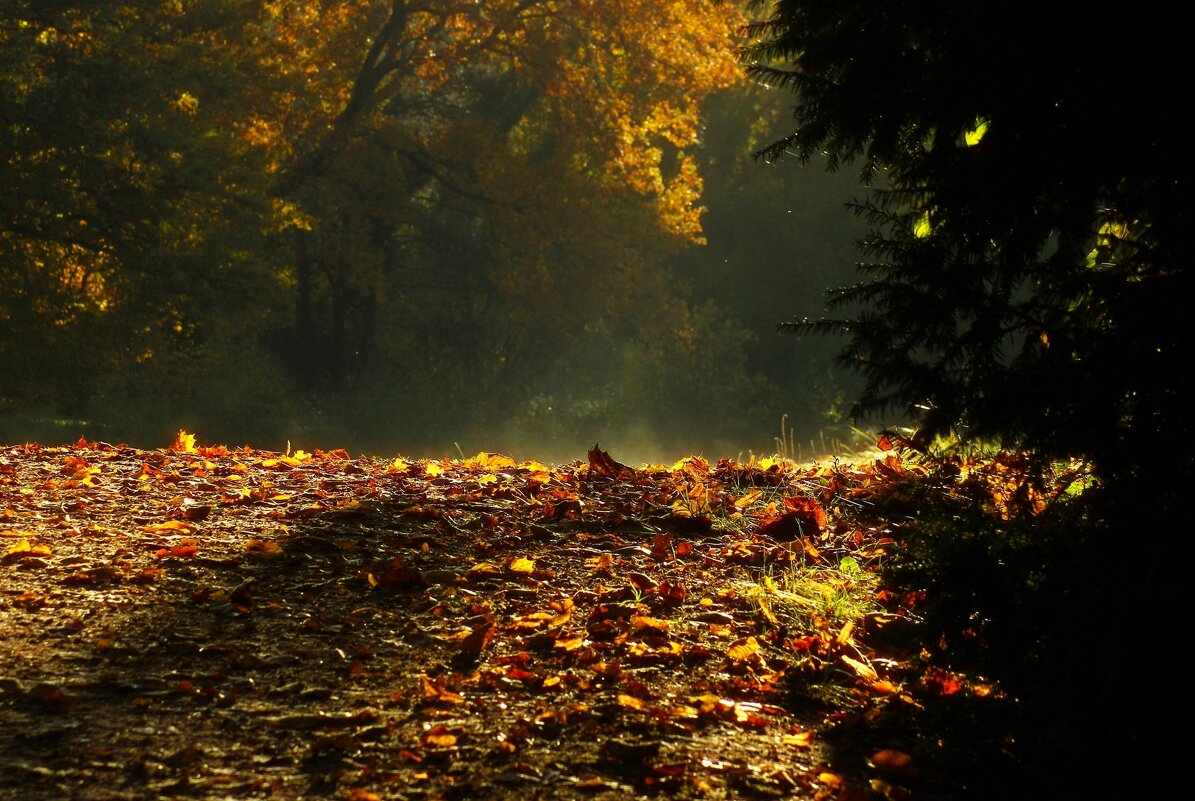 Утро в лесу - Юрий. Шмаков