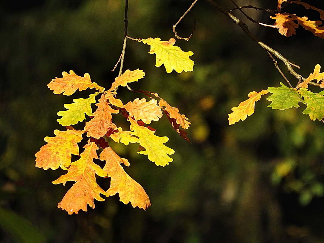 осень - ИННА ПОРОХОВА