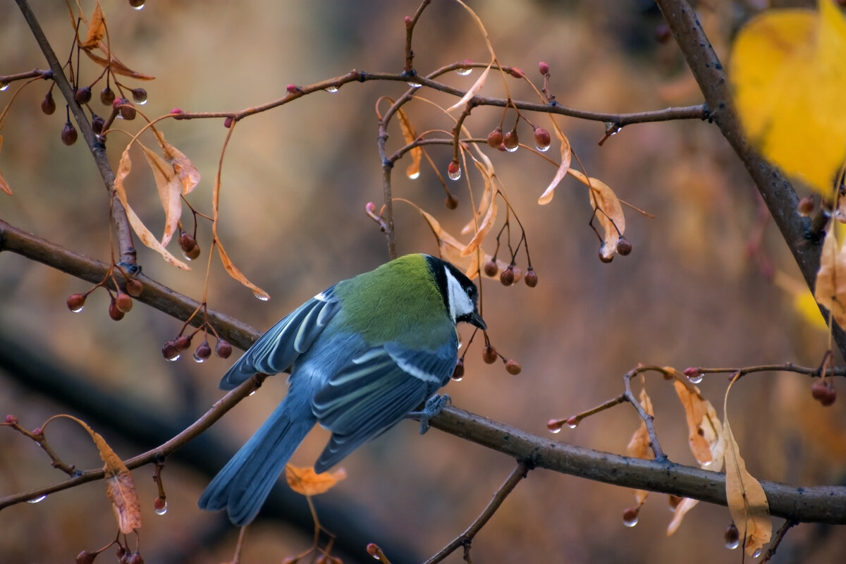 Чем еще поживиться? - Наталья Димова