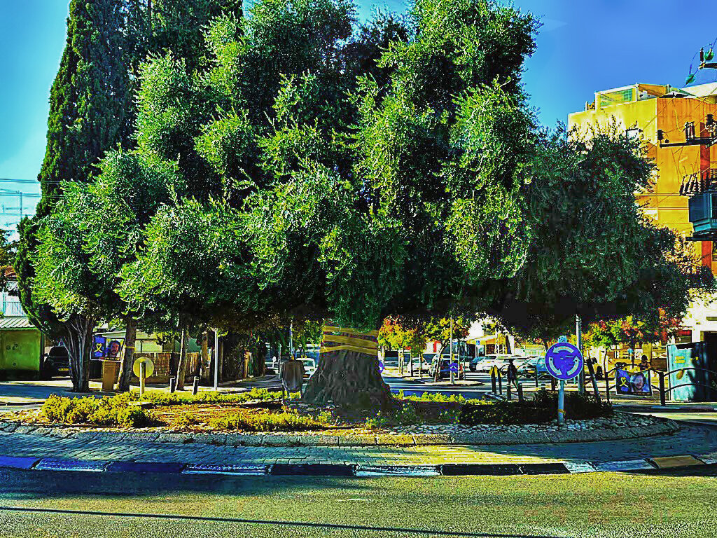 МНОГОВЕКОВОЕ   ДЕРЕВО - Анатолий Малобродский