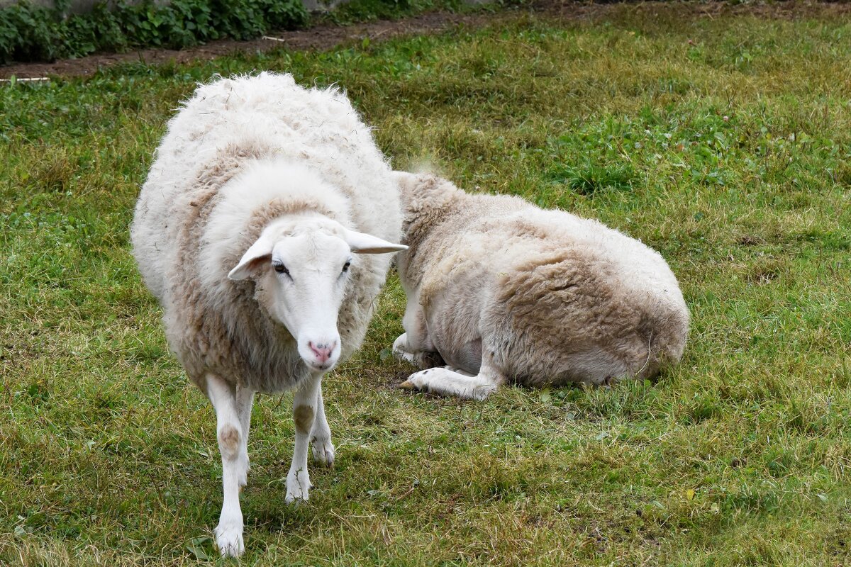 Московская область. Серпухов. Ферма «Русский страус». - Наташа *****