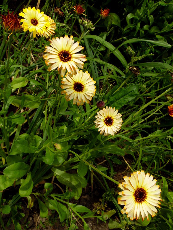 Про календулу. - nadyasilyuk Вознюк