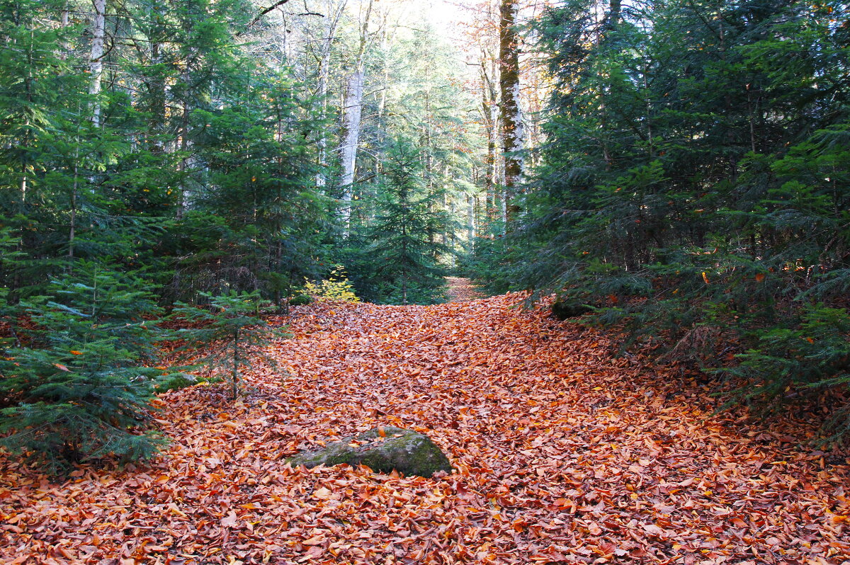 Гузерипль - Сергей Запорожцев