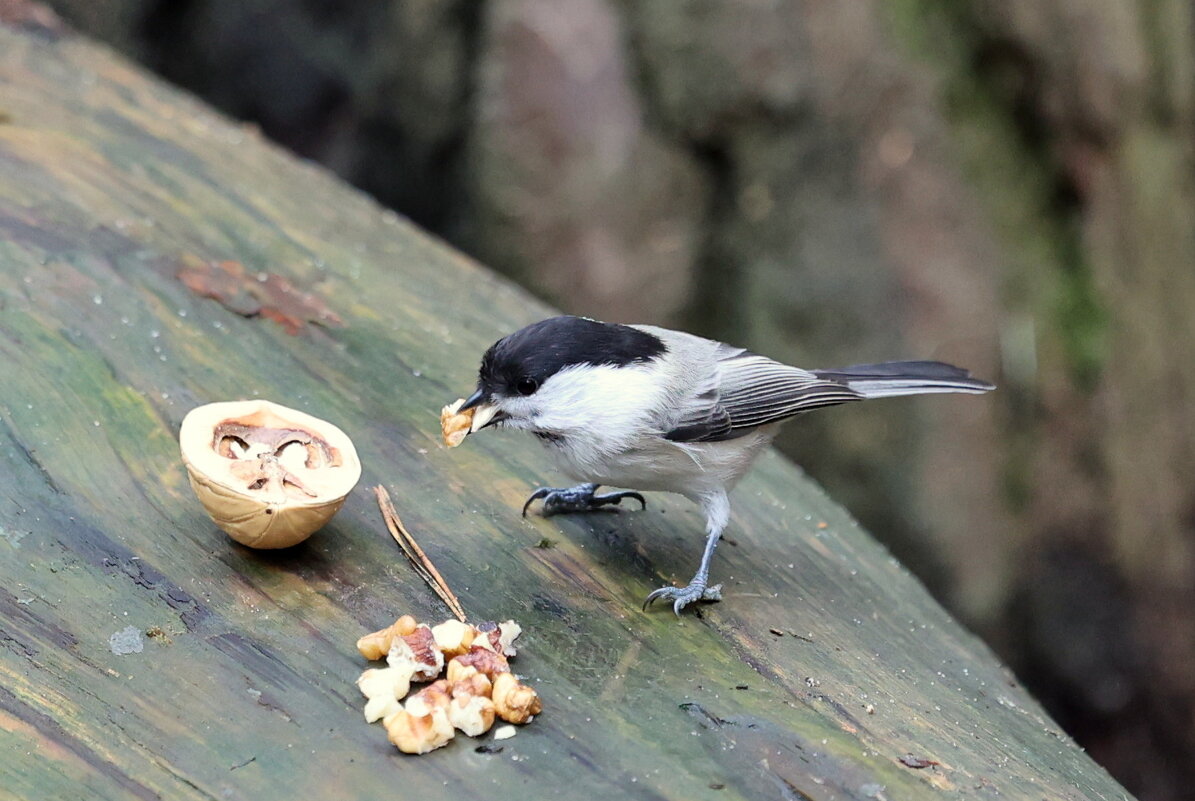 Полонрот... - Александр Кондаков