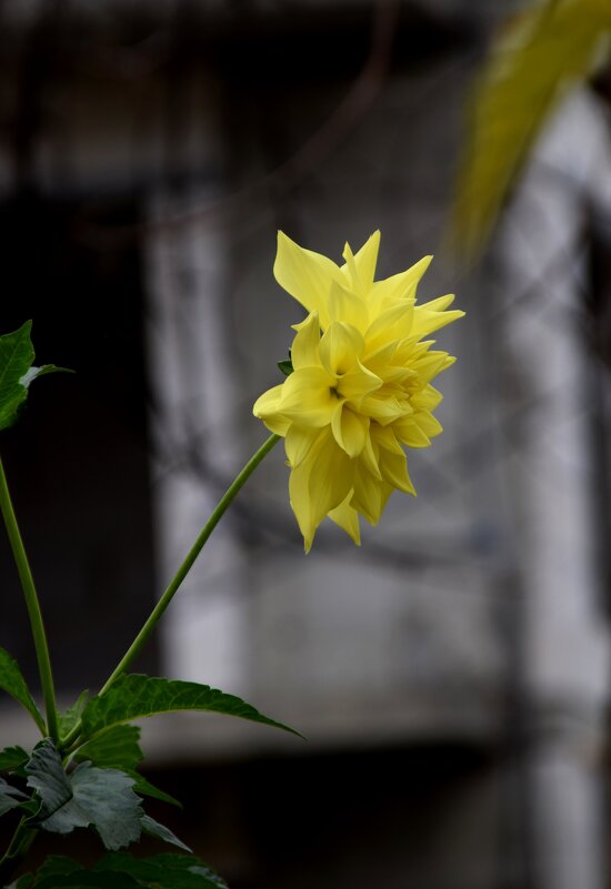 *** - Павленко Михаил 