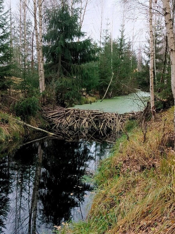 Бобры потрудились - Ольга Савельева 