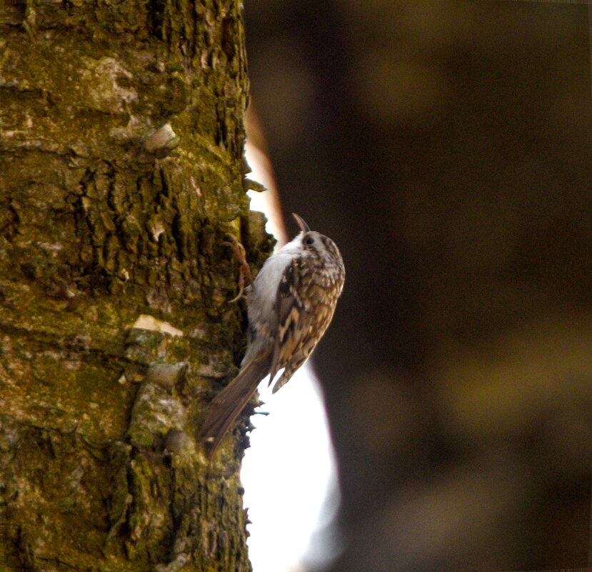 Пищуха - Сергей Владимирович Егоров