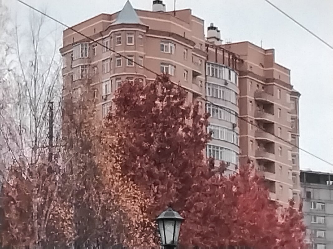 Дуб остролистный в ноябре - Дмитрий Никитин Дуб остролистный в ноябре - Дмитрий Никитин