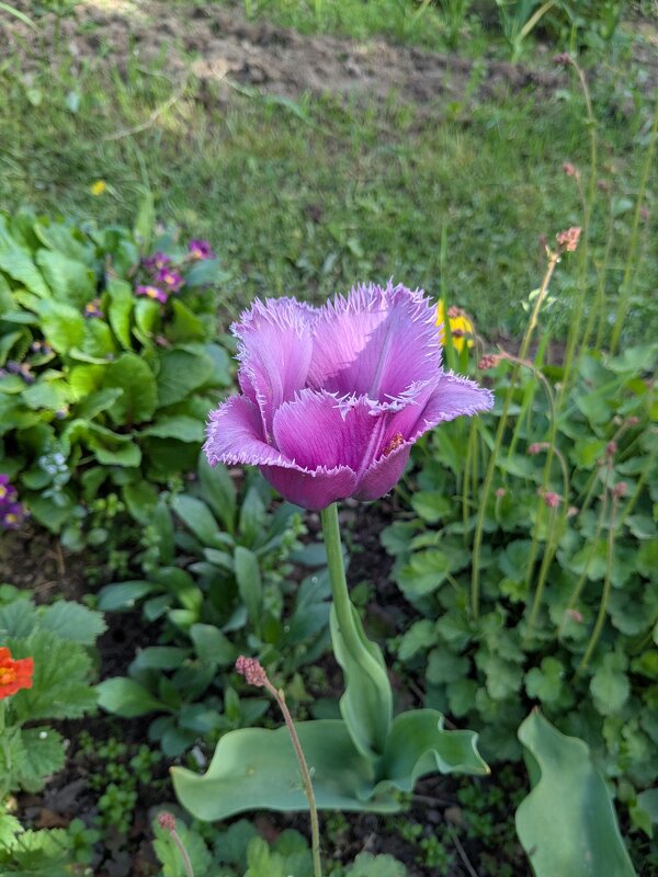 Лиловый - Марина Птичка