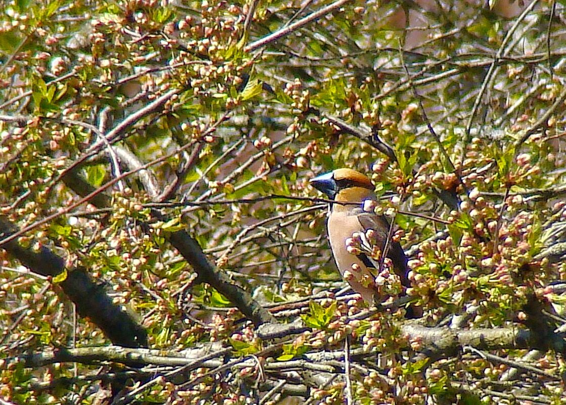 дубонос - gawrilа - dan