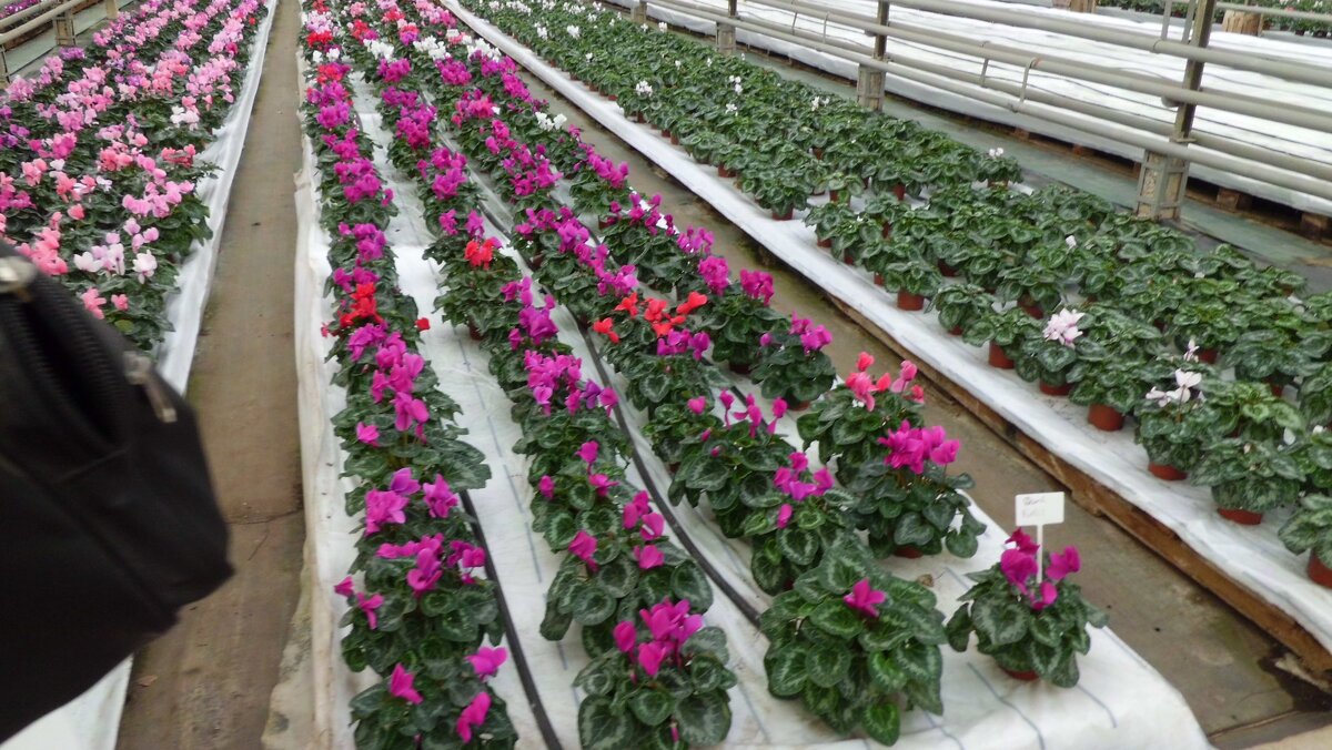 ТЕПЛИЦА - СЕРГЕЙ ФИЛОЧКИН