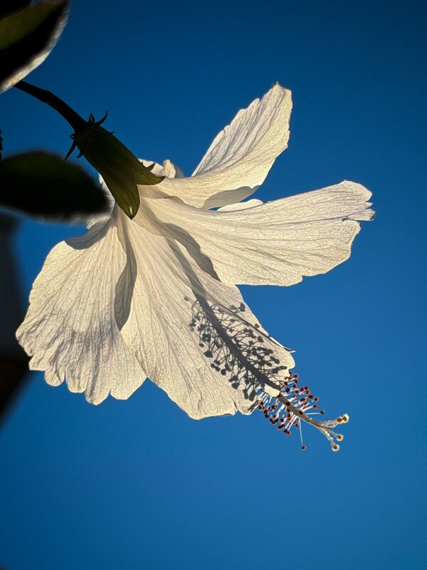 Цветок гибискуса встречает рассвет - Александр Деревяшкин