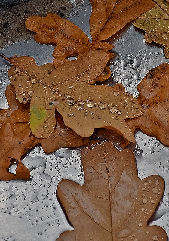 Идёт дождь! - Валентина Нефёдова Идёт дождь! - Валентина Нефёдова