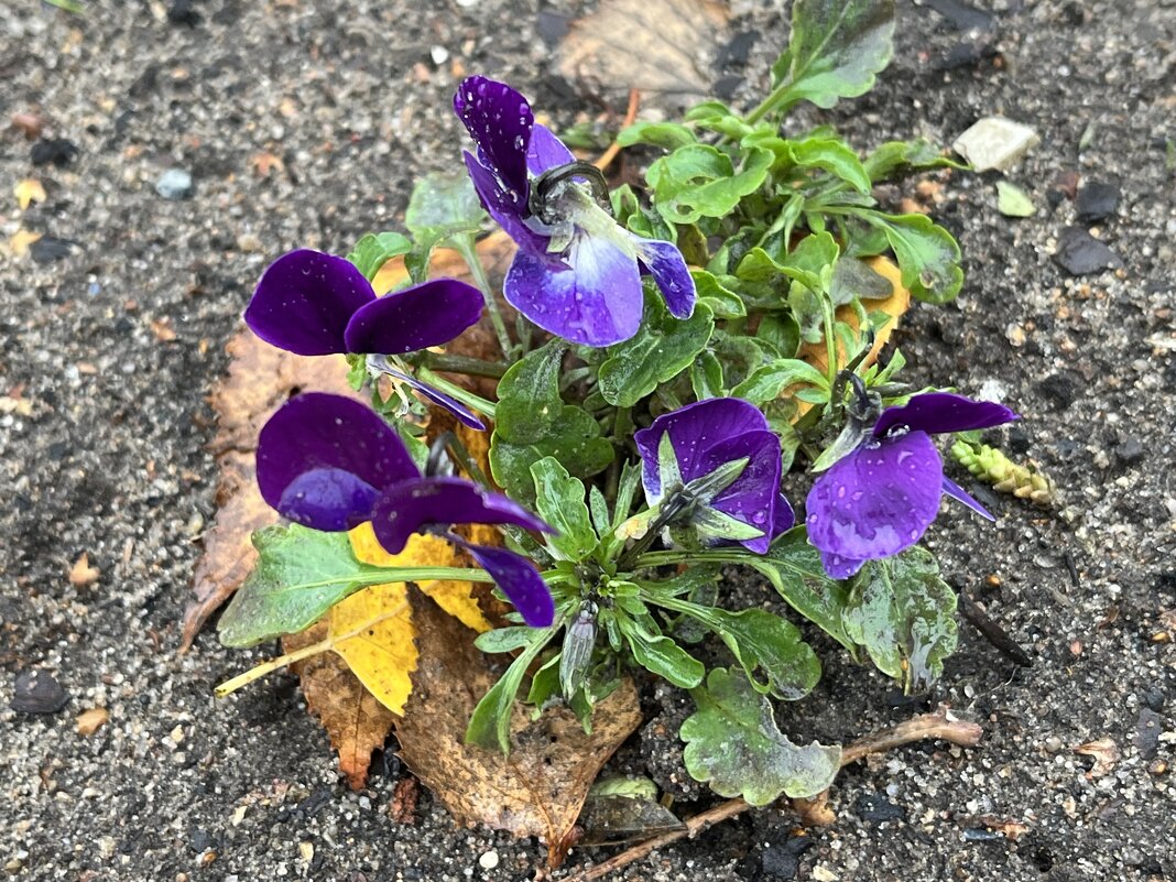 Еще цветут фиалки... - Olga Oskolkova Еще цветут фиалки... - Olga Oskolkova