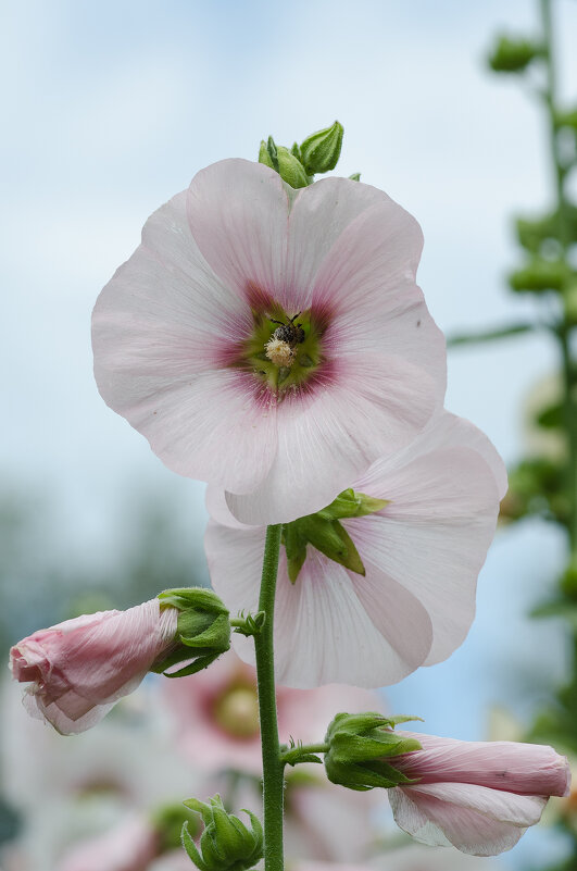 *** - Виктор Иванович Чернюк