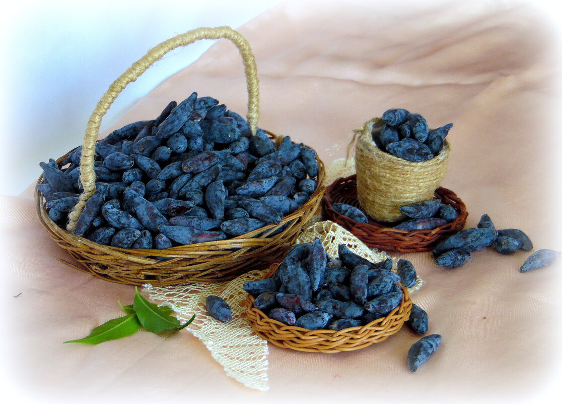 Жимолость. - nadyasilyuk Вознюк