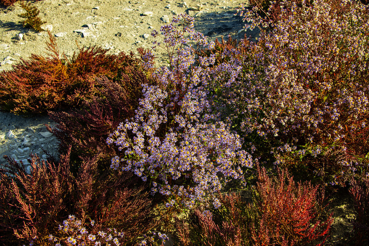 Прибрежные заросли - Анатолий Чикчирный Прибрежные заросли - Анатолий Чикчирный