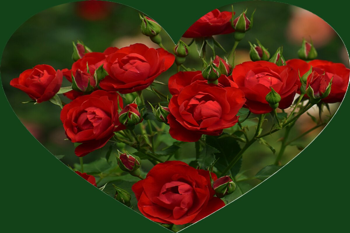 Танюшу Машошину с Днём рождения! - Татьяна Помогалова