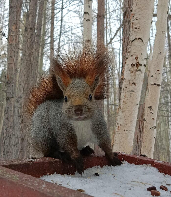 Белка - Ирина *