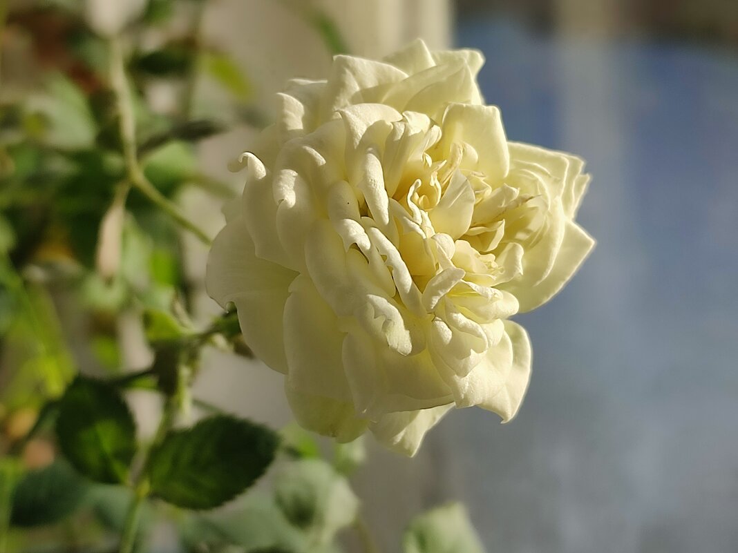 За окном зима - Валентина Богатко 