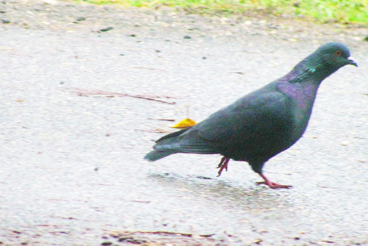 Ищет еду - Людмила Смородинская